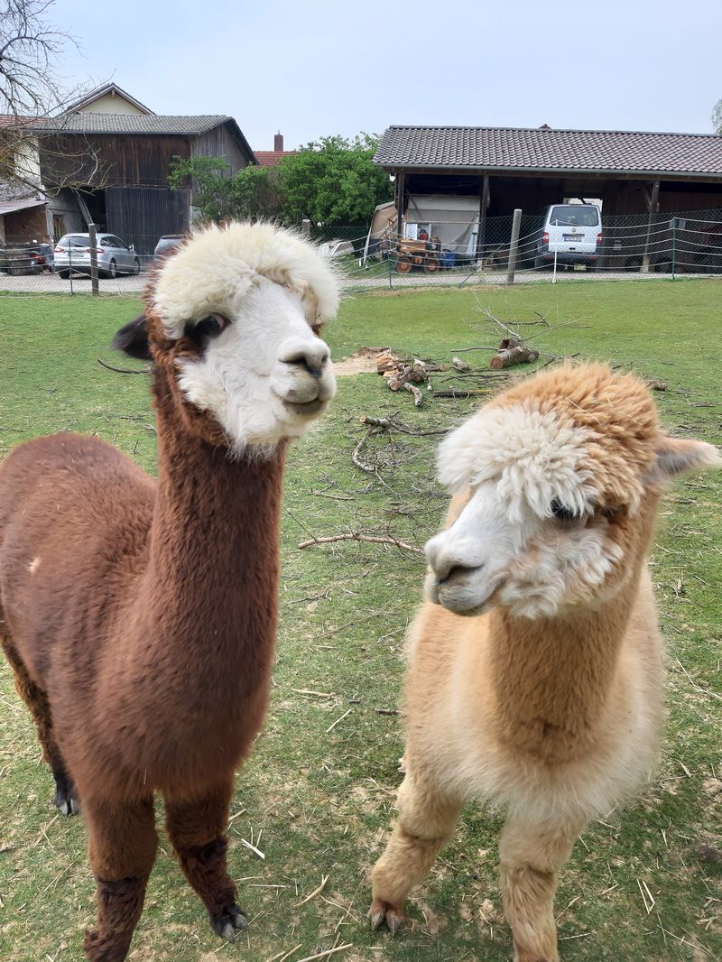 Alpakas auf Ferienhof Geier